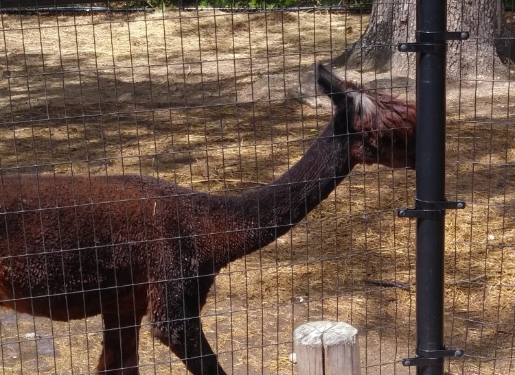 close-up of shaggy headed llama
