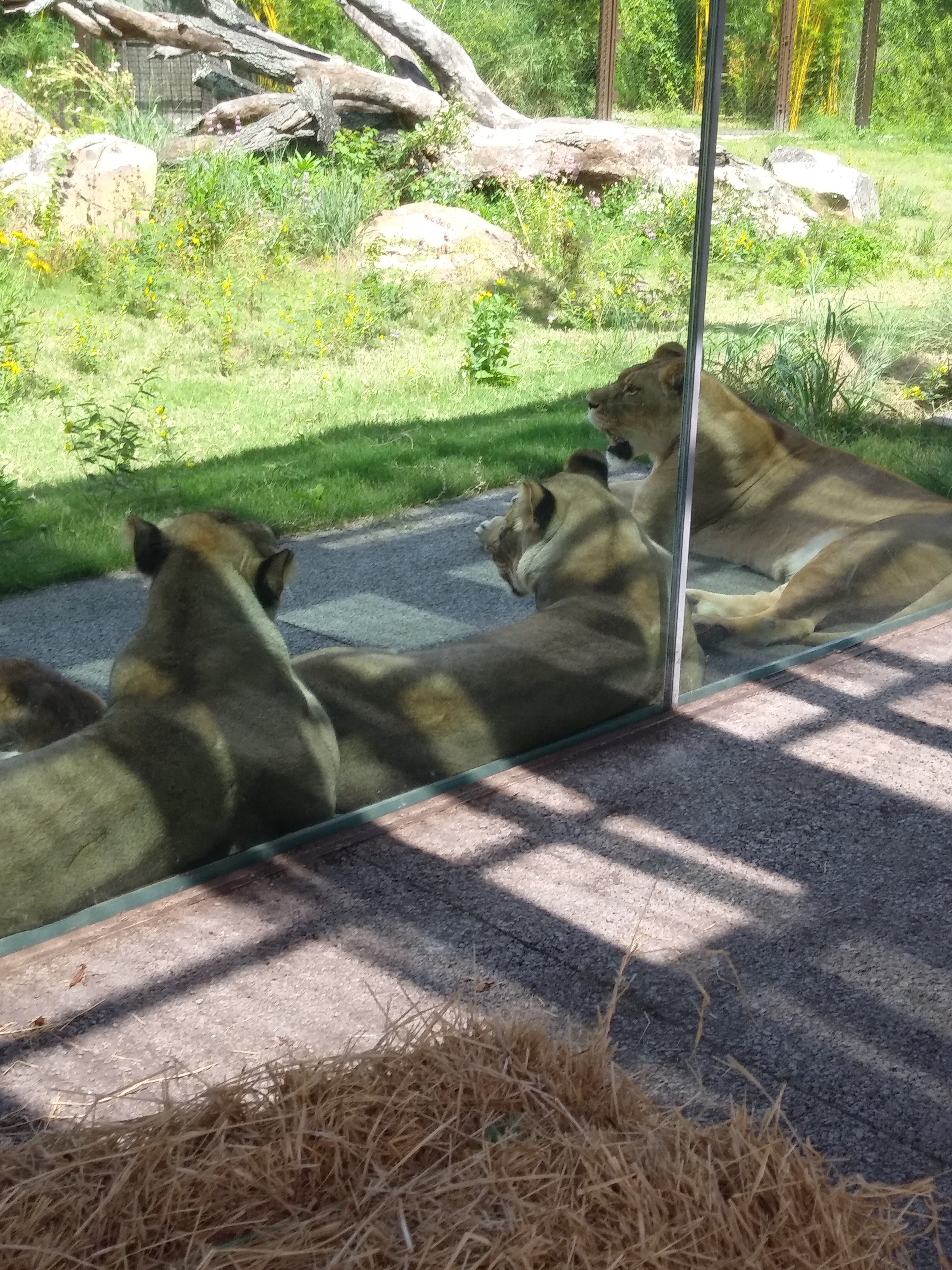 Pride of female lions